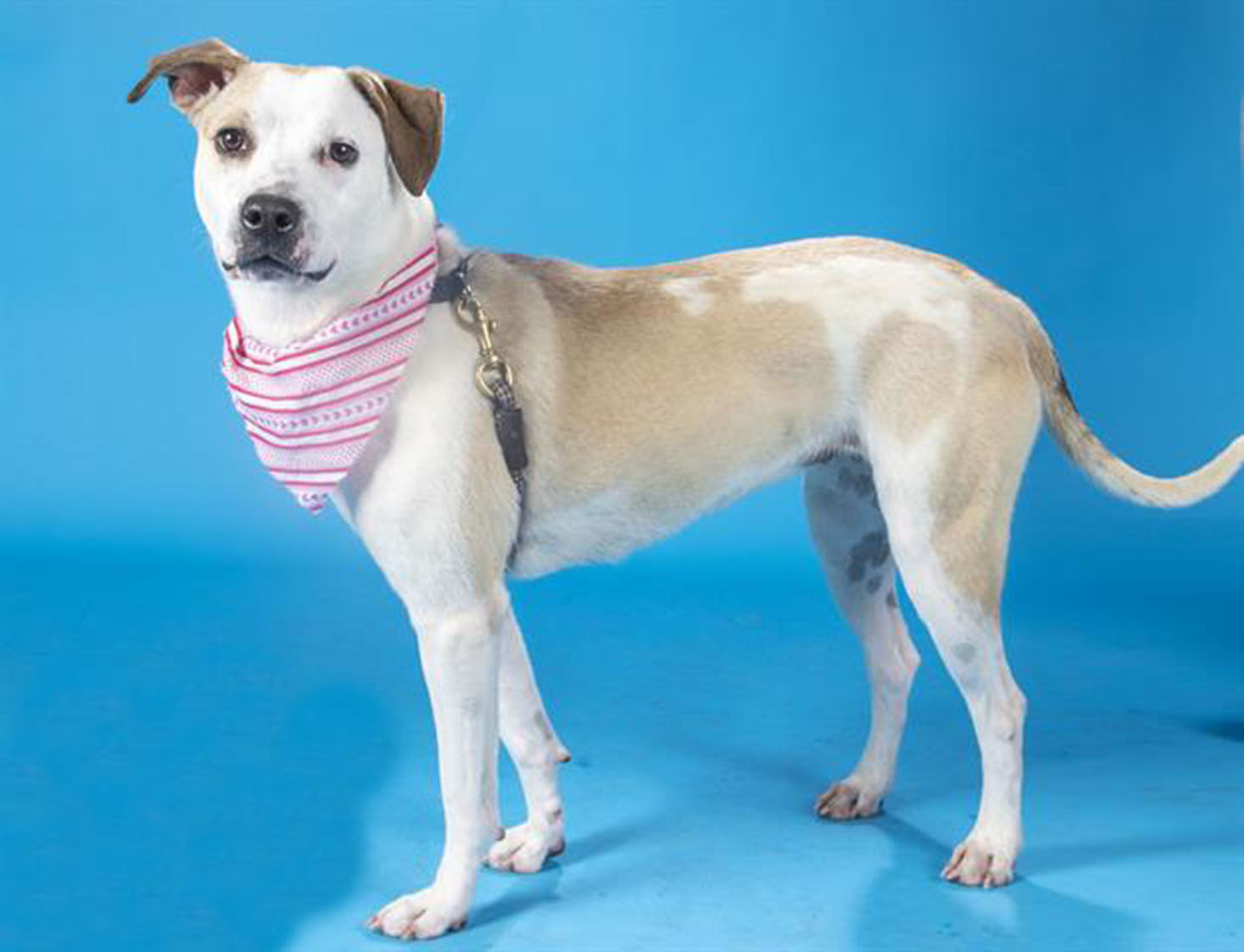 Pet of the Week: Bella